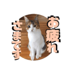 リコにゃんスタンプ（個別スタンプ：6）