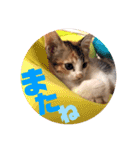 リコにゃんスタンプ（個別スタンプ：7）
