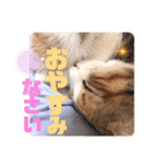 リコにゃんスタンプ（個別スタンプ：8）