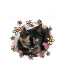辻川家の花ちゃんスタンプ登場（個別スタンプ：8）