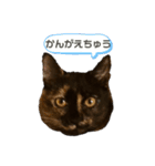 辻川家の花ちゃんスタンプ登場（個別スタンプ：10）