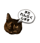 辻川家の花ちゃんスタンプ登場（個別スタンプ：11）