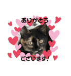 辻川家の花ちゃんスタンプ登場（個別スタンプ：14）