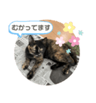 辻川家の花ちゃんスタンプ登場（個別スタンプ：18）