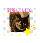 辻川家の花ちゃんスタンプ登場（個別スタンプ：21）