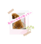 Sakura family╰(*´︶`*)╯♡（個別スタンプ：1）