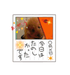 Sakura family╰(*´︶`*)╯♡（個別スタンプ：11）