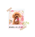 Sakura family╰(*´︶`*)╯♡（個別スタンプ：20）