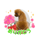 Sakura family╰(*´︶`*)╯♡（個別スタンプ：22）