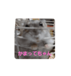 I Loveハムスター（個別スタンプ：4）
