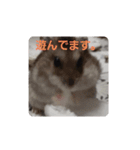 I Loveハムスター（個別スタンプ：5）