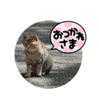 ねこ大好き〜お散歩編（個別スタンプ：1）