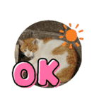 ねこ大好き〜お散歩編（個別スタンプ：2）