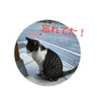 ねこ大好き〜お散歩編（個別スタンプ：3）