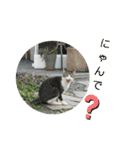 ねこ大好き〜お散歩編（個別スタンプ：4）