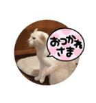 ねこ大好き〜お散歩編（個別スタンプ：5）