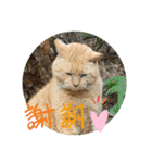 ねこ大好き〜お散歩編（個別スタンプ：6）
