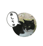 ねこ大好き〜お散歩編（個別スタンプ：7）