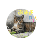 ねこ大好き〜お散歩編（個別スタンプ：8）