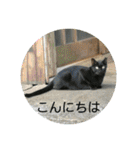 ねこ大好き〜お散歩編（個別スタンプ：10）