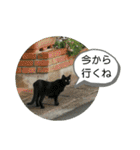 ねこ大好き〜お散歩編（個別スタンプ：11）