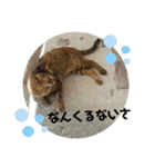 ねこ大好き〜お散歩編（個別スタンプ：13）