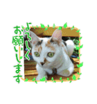 ねこ大好き〜お散歩編（個別スタンプ：16）