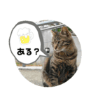 ねこ大好き〜お散歩編（個別スタンプ：17）
