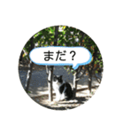 ねこ大好き〜お散歩編（個別スタンプ：19）