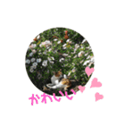 ねこ大好き〜お散歩編（個別スタンプ：21）