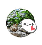ねこ大好き〜お散歩編（個別スタンプ：22）