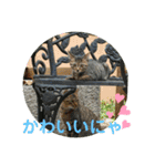ねこ大好き〜お散歩編（個別スタンプ：23）