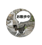 ねこ大好き〜お散歩編（個別スタンプ：24）