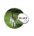 ねこ大好き〜お散歩編（個別スタンプ：25）