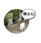 ねこ大好き〜お散歩編（個別スタンプ：30）