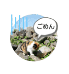 ねこ大好き〜お散歩編（個別スタンプ：31）