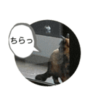 ねこ大好き〜お散歩編（個別スタンプ：32）
