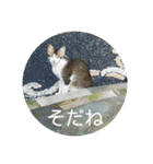 ねこ大好き〜お散歩編（個別スタンプ：33）