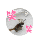 ねこ大好き〜お散歩編（個別スタンプ：34）