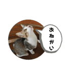 ねこ大好き〜お散歩編（個別スタンプ：35）