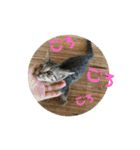 ねこ大好き〜お散歩編（個別スタンプ：36）