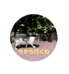 ねこ大好き〜お散歩編（個別スタンプ：37）