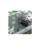 ねこ大好き〜お散歩編（個別スタンプ：38）