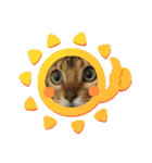 ねこ大好き〜お散歩編（個別スタンプ：39）