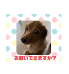 ♡ダックスとビーグル♡（個別スタンプ：4）
