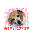 ♡ダックスとビーグル♡（個別スタンプ：9）