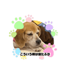 ♡ダックスとビーグル♡（個別スタンプ：16）