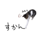 遊びにきたこねこ（個別スタンプ：26）