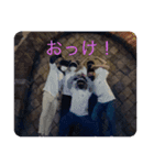 ととなスタンプ（個別スタンプ：7）