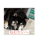 野球大好きラッキー君（個別スタンプ：1）